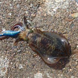 エギング絶好調継続！